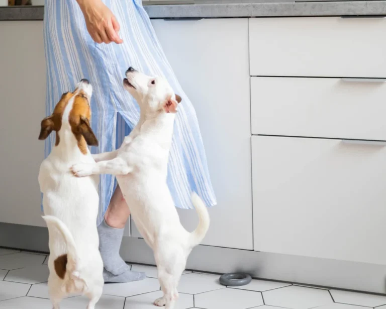 automatic pet feeder and waterer