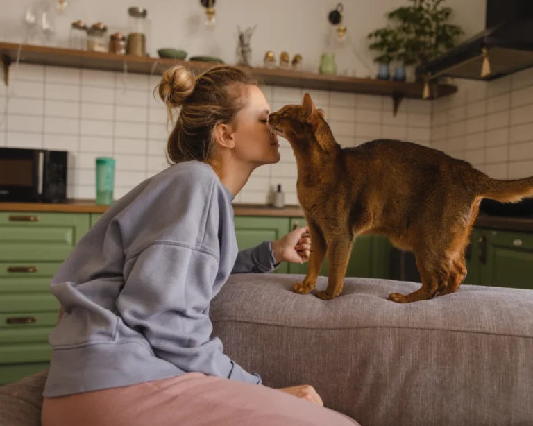 auto pet food dispenser