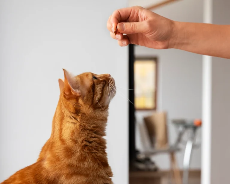 top pets automatic pet feeder